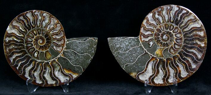 Polished Ammonite Pair - Million Years #22246